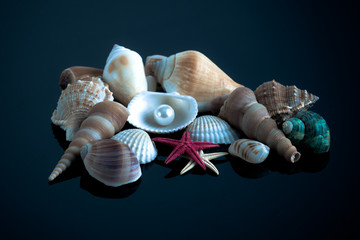 Sea shells.  Seashell collection