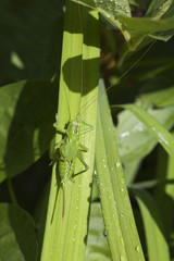 Heuschrecke