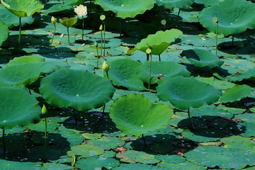 Different colors green