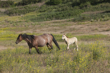 Plakat Mother and colt.
