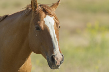 Obraz premium A close up portrait of an adult horse near Dixon, Montana.