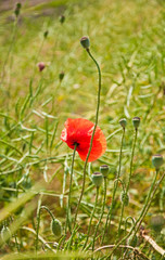 Red poppy