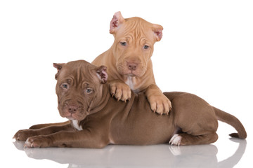 two pit bull puppies with cropped ears