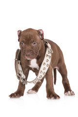 tough pit bull puppy in a spiked collar