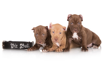 three american pit bull terrier puppies