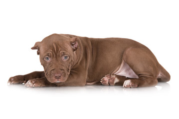 sad chocolate brown puppy lying down