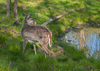 White-Tailed Deer (Odocoileus virginianus) Stands Near Pond