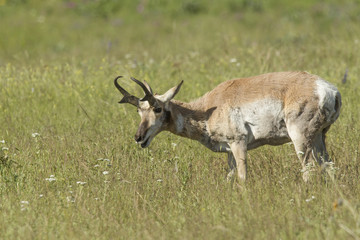 Antelope grazing.