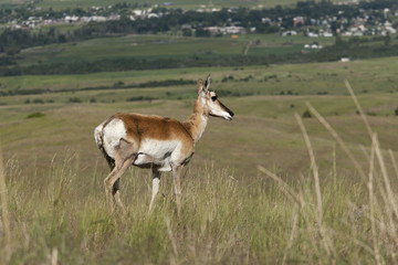 Antelope on hill.