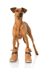 Hund mit Stiefeln