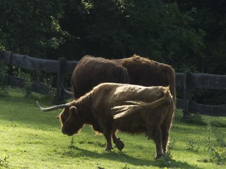Schottische Hochlandrinder auf der grünen Weide im Sommer bei Sonnenschein im Heimat-Tierpark...