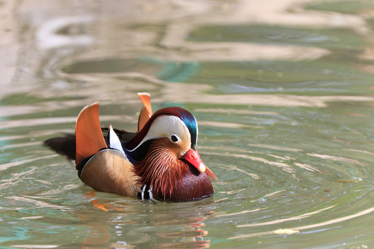 Mandarin Duck Drake