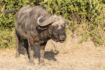 Obraz premium buffalo in the sun