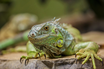 Closeup Portrait Of A Green Iguana (Iguana iguana)