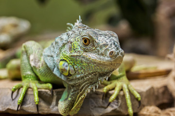 Closeup Portrait Of A Green Iguana (Iguana iguana)