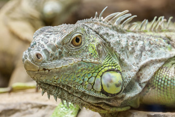 Closeup Portrait Of A Green Iguana (Iguana iguana)