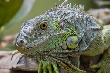 Closeup Portrait Of A Green Iguana (Iguana iguana)