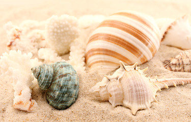 Sea snail houses