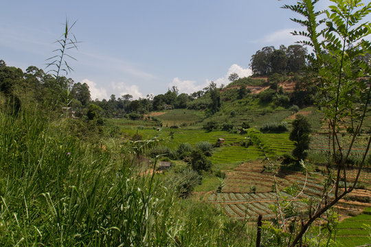 agriculture in sri lanka