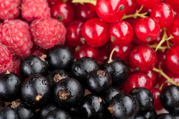 berries composition currant and raspberry