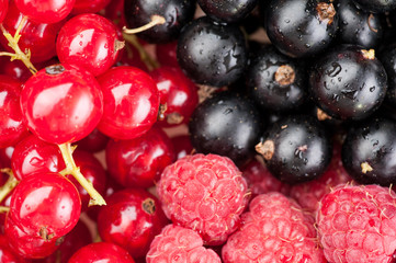 berries composition currant and raspberry