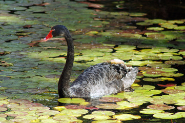 Schwarzer Schwan im Teich