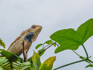 Brown chamelon