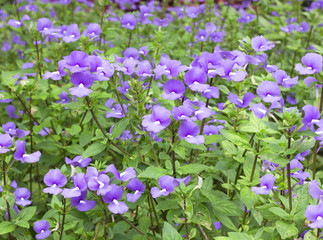 Blue Hawaii  flowers
