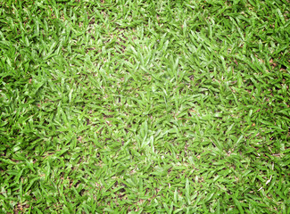 Green lawn