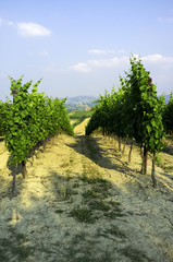Fototapeta na wymiar Oltrepo Pavese vineyards. Color image