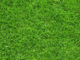 grass texture