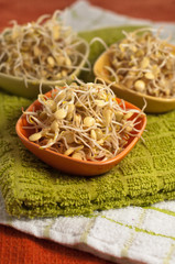 germogli di lenticchie