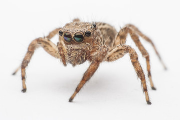 jumping spider