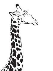Fototapeta premium Vector image of an giraffe head