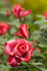 バラ　ブラックティー