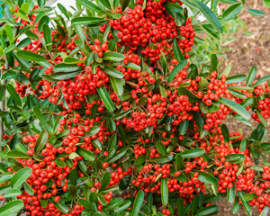 Red Pyracantha berries on the bush