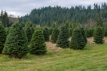 Naklejka premium Evergreen tree farm growing fir trees