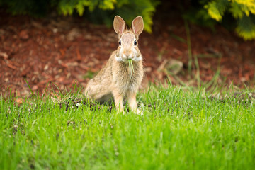 Naklejka premium Young Healthy Wild Rabbit eating fresh Grass from Yard