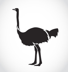 Vector image of an ostrich