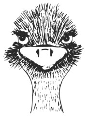 ostrich