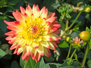 Dahlie
