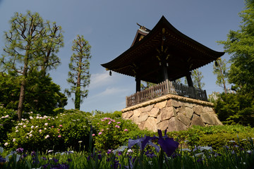 鐘楼と花菖蒲