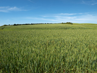 Green wheat field