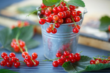 redcurrant