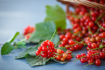 redcurrant