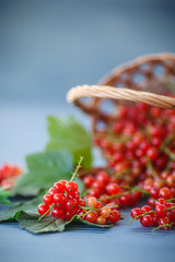 redcurrant