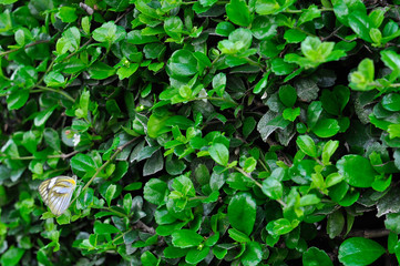 four tree green background