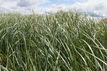 Grass and sky.