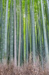 Fototapeta premium Arashiyama Bamboo Grove in Kyoto