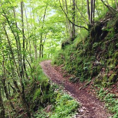 Weg durch Wald im Sommer © Robert Kneschke